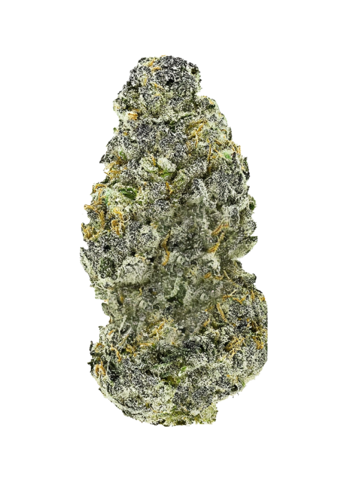 Sticky Maple