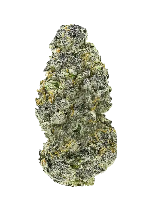 Sticky Maple