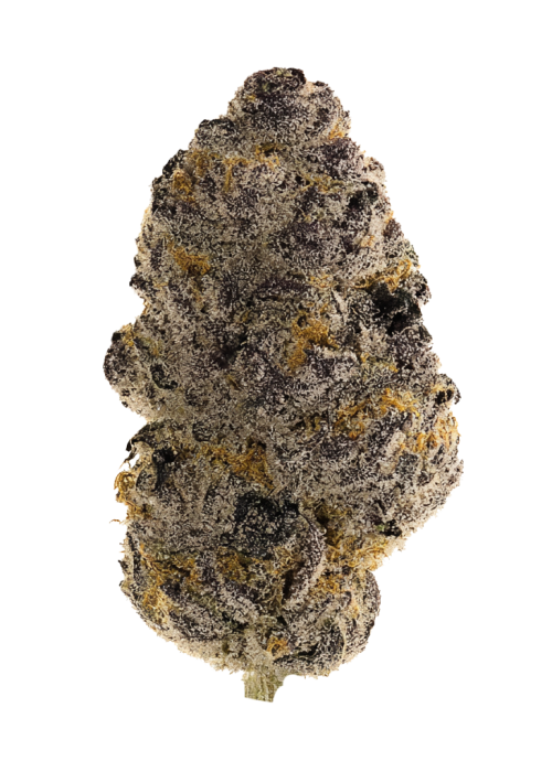 Ted Toker