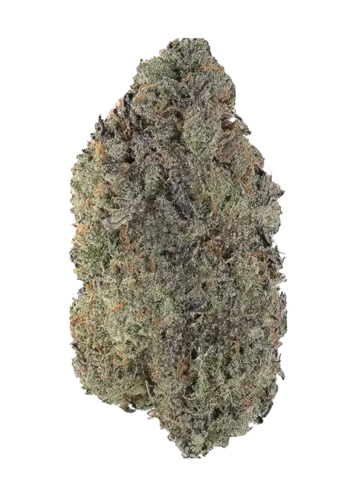 Revenge of the Squid