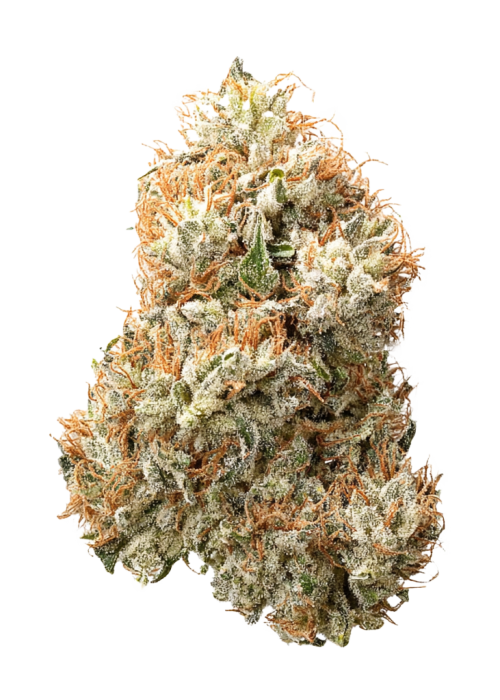 Apricot Oreoz