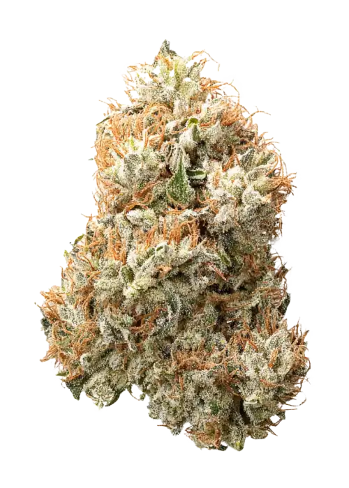 Apricot Oreoz