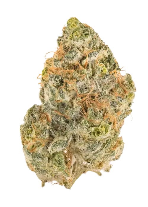 Blood Orange Spritzer