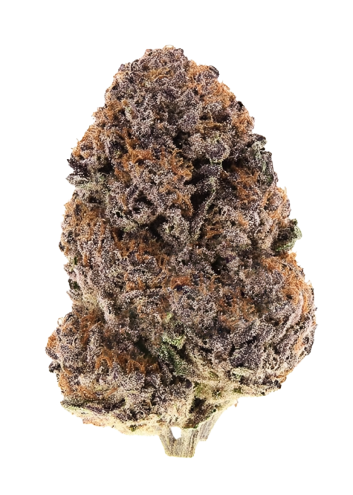 Strawberry Hash Plant