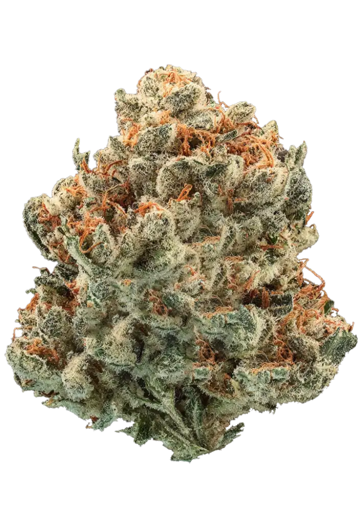 Tangie Wave Cannabis Strain Information - GrowDiaries