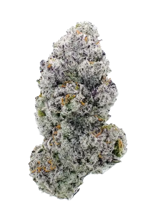 Lucid Vision