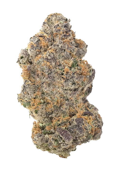 Sugar Cane v2 Bx1