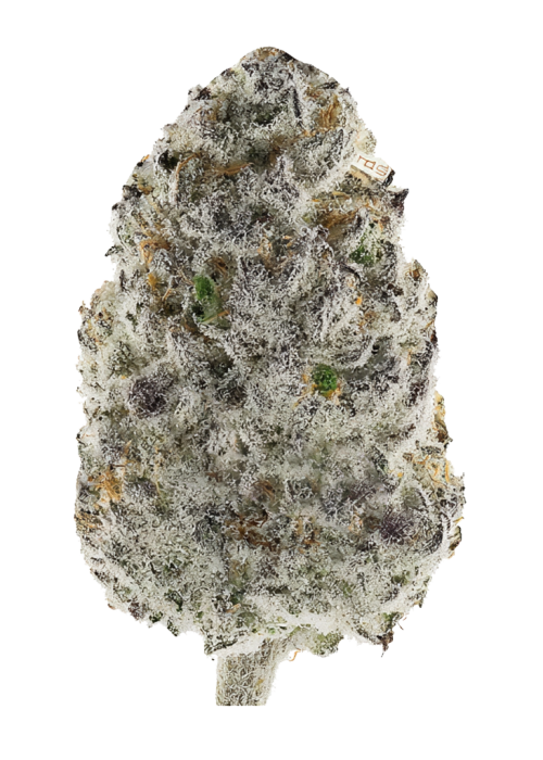 Gelato Dawg