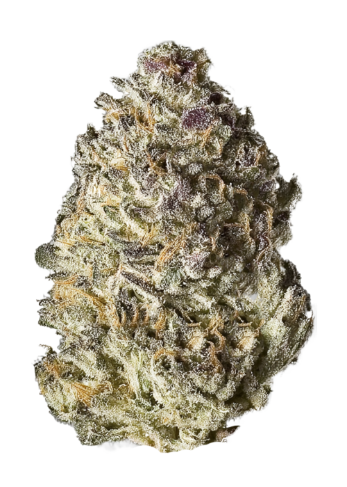 Jungle Fire
