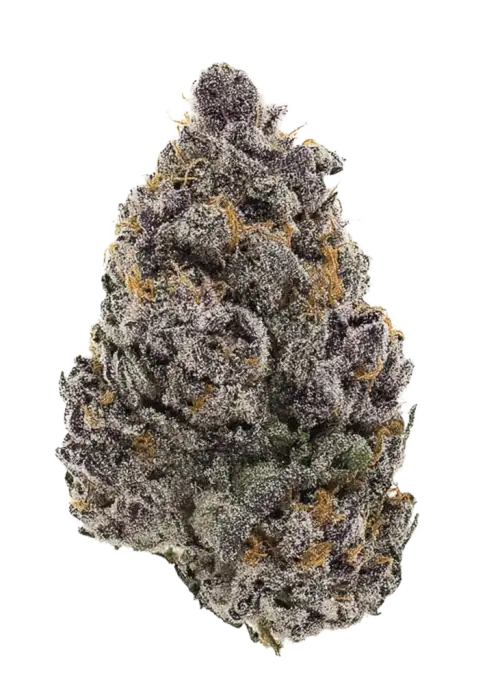 Purple Guava Dawg