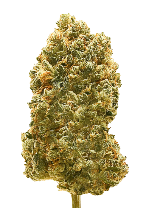 Tangie Land x (Strawberry Banana x Tangie)