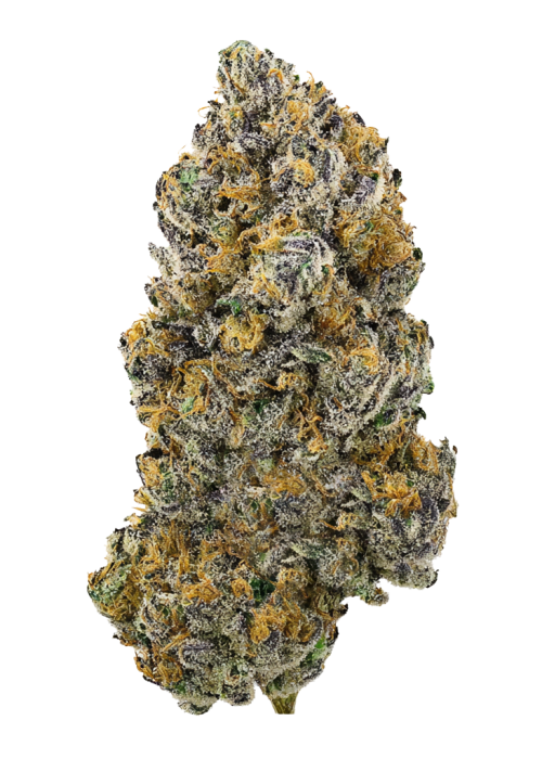 Terple x (Guava Dawg X Banana Sherbet)