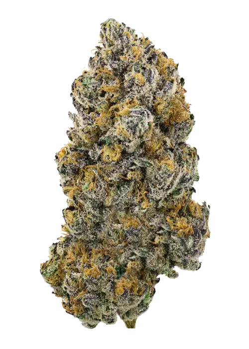 Terple x (Guava Dawg X Banana Sherbet)