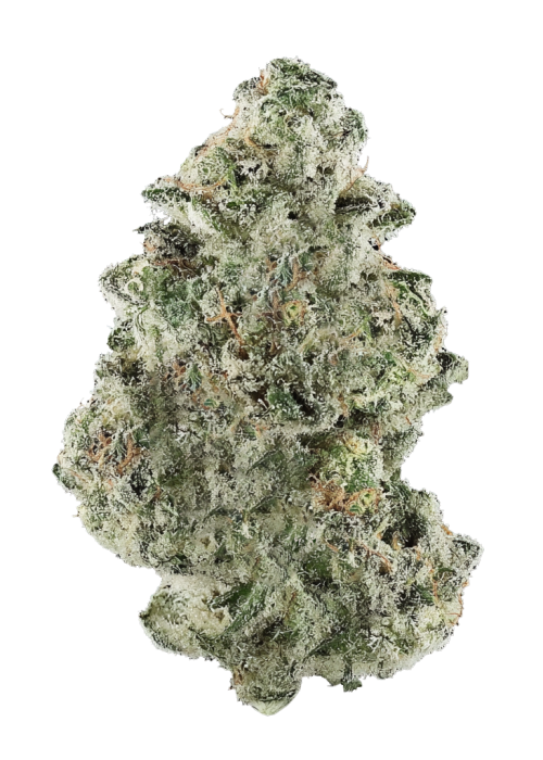 White Chocolope