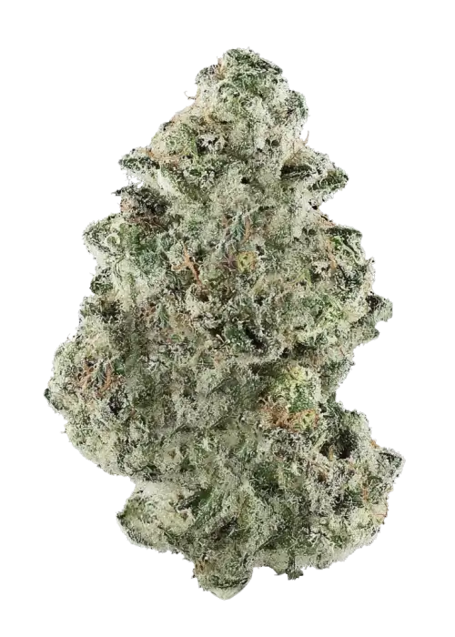 White Chocolope