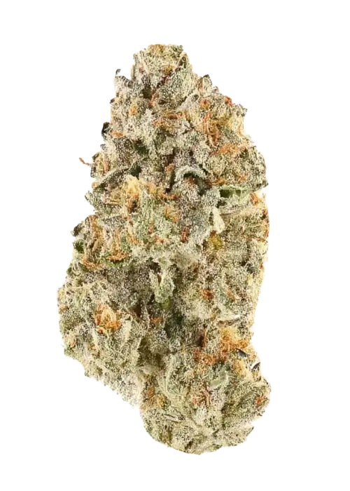 Tropical Tangie