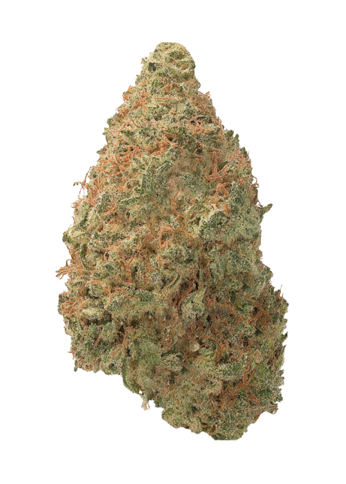 Shiva Skunk