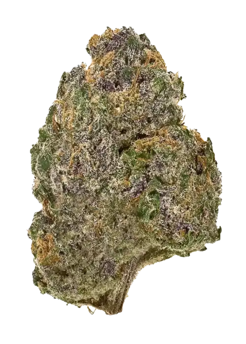 Purple Kush Auto