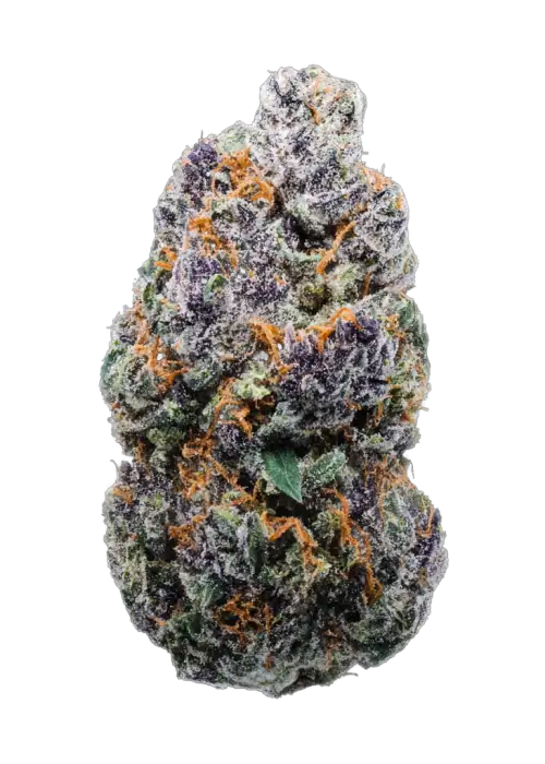 Cherry Gar-See-Ya R1