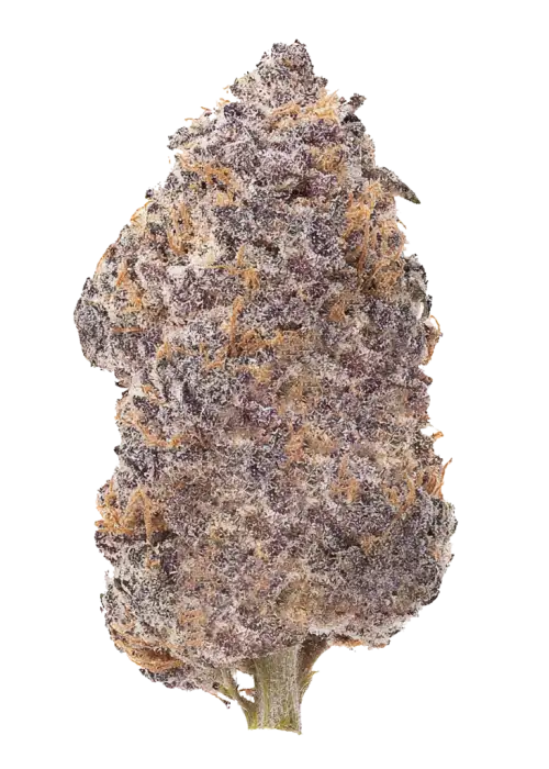 Early Lemon Berry RBX