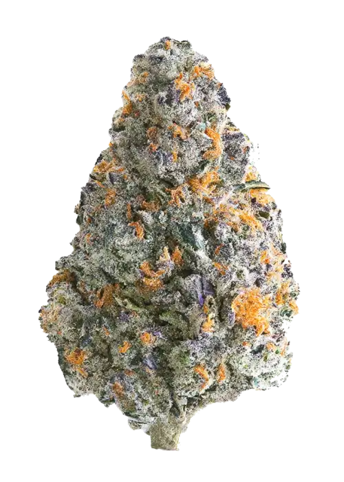 Original Blueberry Auto