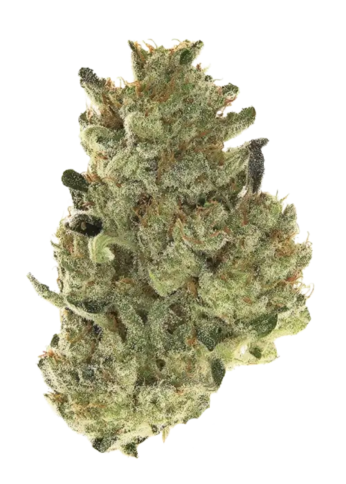 Original Moby Dick Auto