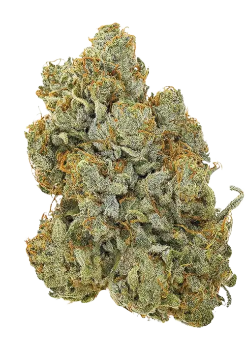 Original Cheese Auto