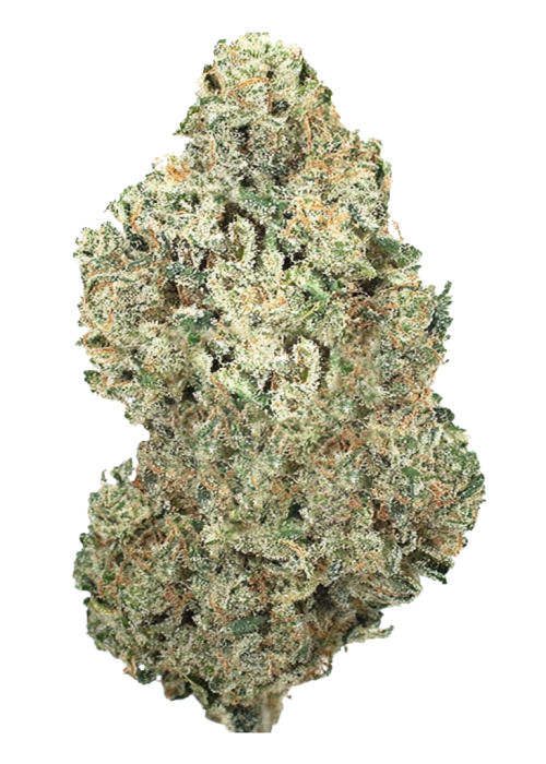 Original Afghan Kush Auto