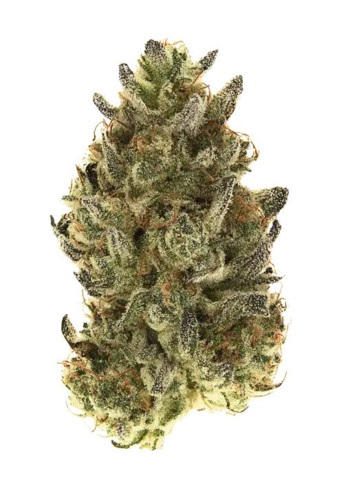 Original Skunk Auto