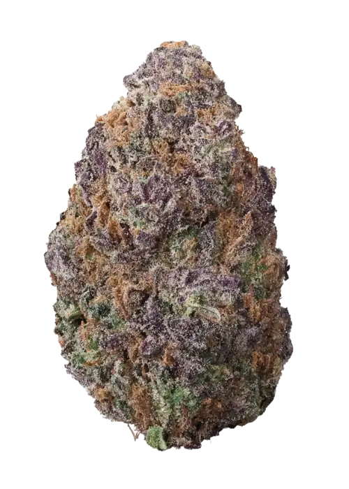 Sensi Purple Kush