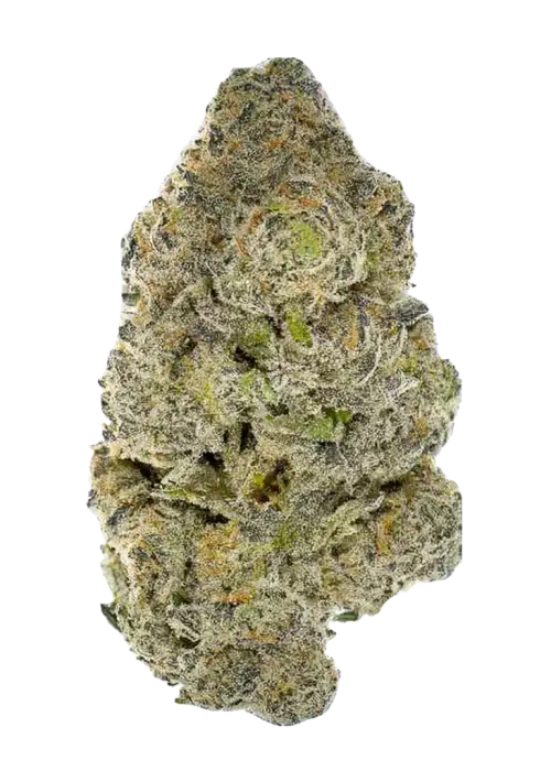 White Biscotti OG XXL