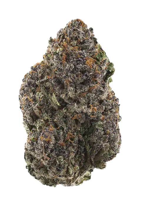 Purple Papaya Paradise