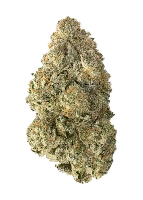 Satin Black Domina CBD