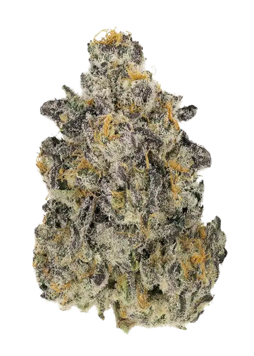 Lemon Cherry Zeelosa