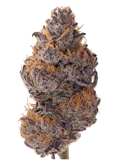 Black Muffin F1 Fast Version