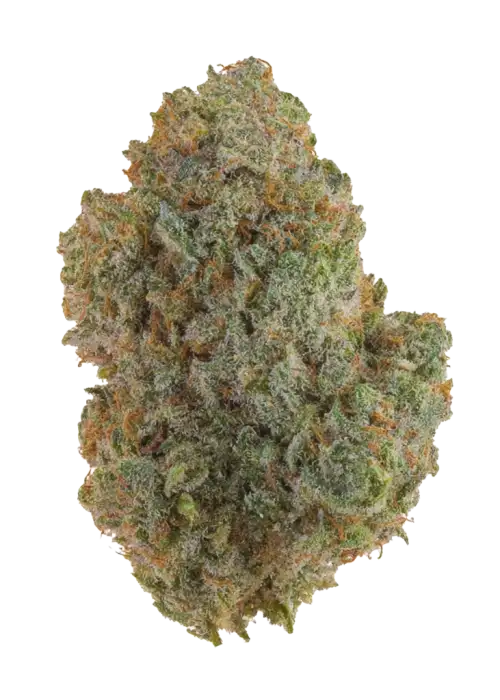 Green Poison F1 Fast Version