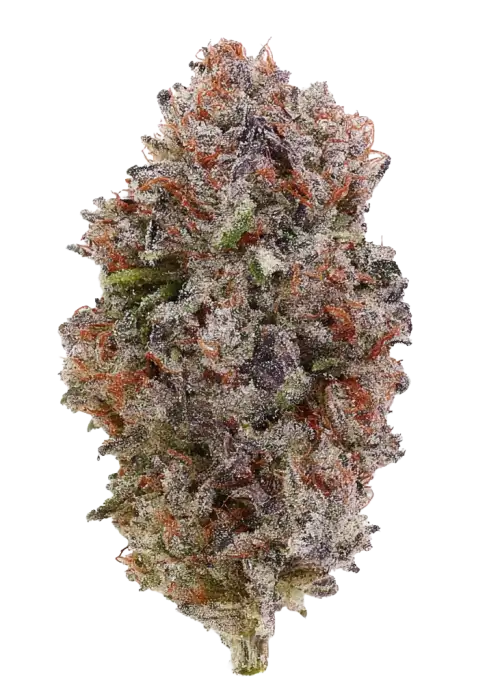 Strawberry Cola Sherbet F1 Fast Version