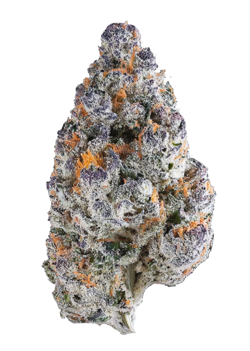 Cream Caramel F1 Fast Version