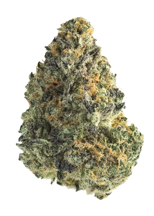 Sweet Cheese F1 Fast Version