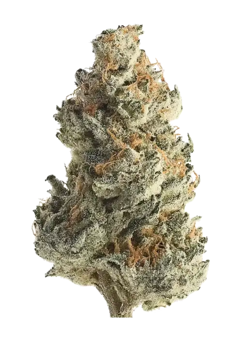 S.A.D. Sweet Afgani Delicious F1 Fast Version