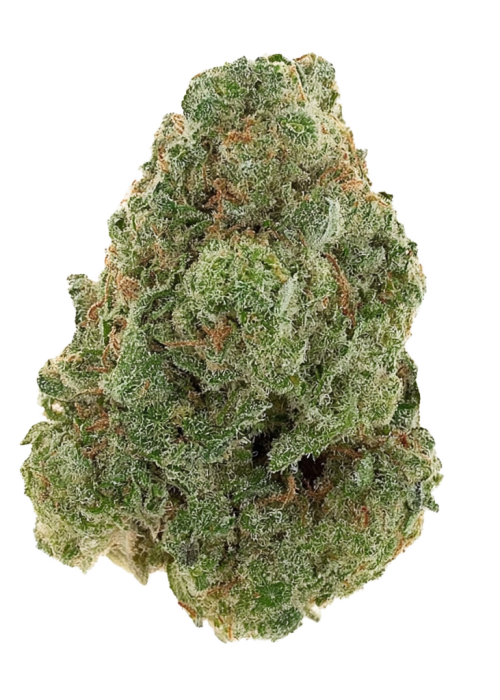 Jack 47 Fast Version F1