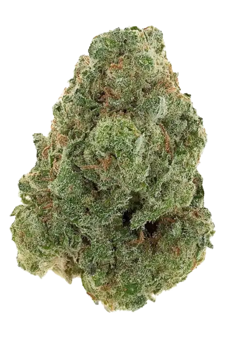 Jack 47 Fast Version F1