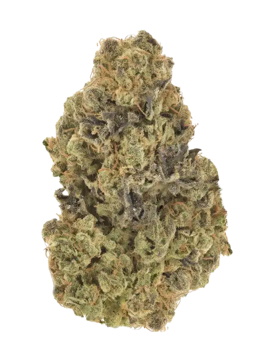 Winterberry