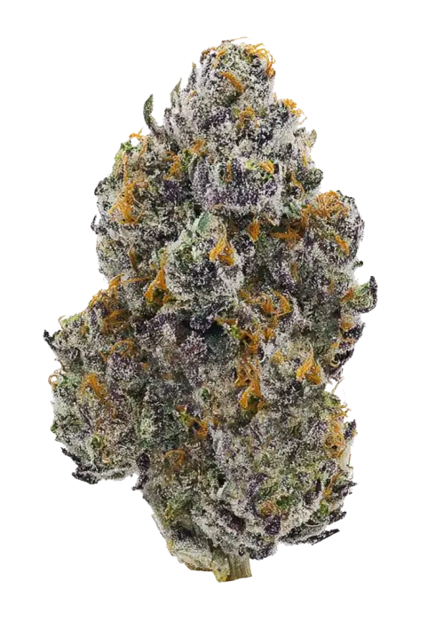 Grandpa's Cookies #6 S1