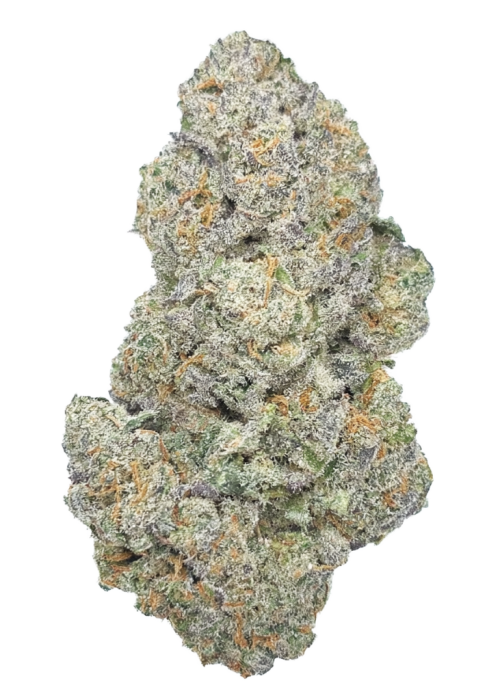 Humboldt Afghani V.2