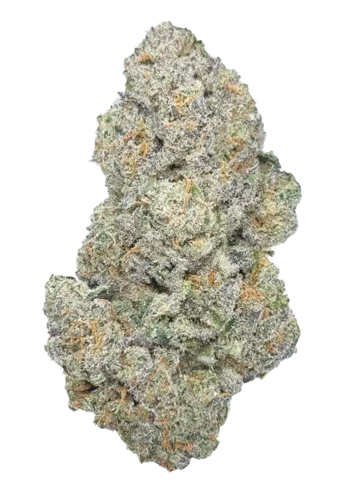 Humboldt Afghani V.2