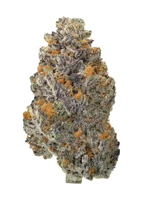 Purple Boost Highness