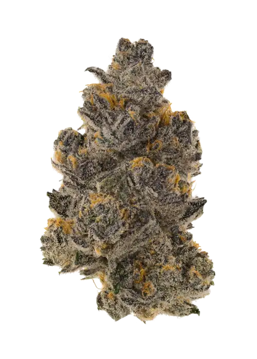 Sparkleface F2