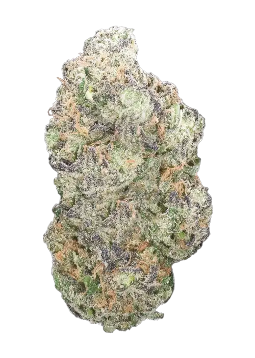 Lilac Cookies BX2