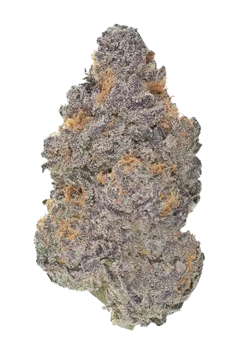 Lilac OG BX1